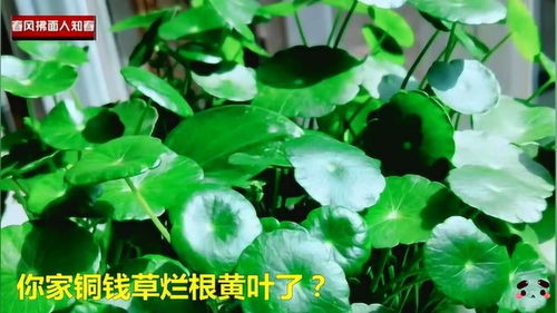 铜钱草烂根怎么办?,原因分析