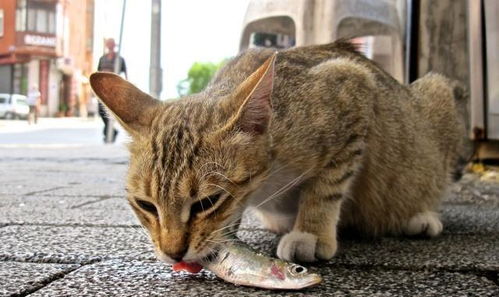 猫咪可以吃蛋白吗