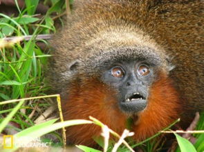 最新极濒危物种名录 红须伶猴快速走向消亡 