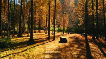 石柱黄水森林公园,石柱黄水森林公园介绍（带您感受大自然的魅力）
