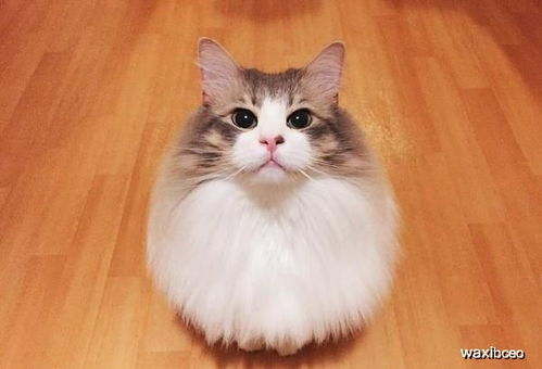 发型决定颜值 长发飘飘 的挪威森林猫,洗澡后 秒变丑