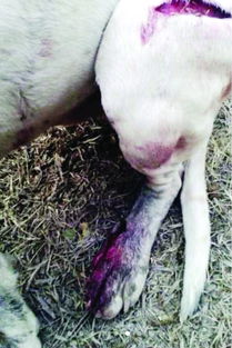 男子遭野猪袭击携猎犬将其杀死 或涉嫌违法猎捕 