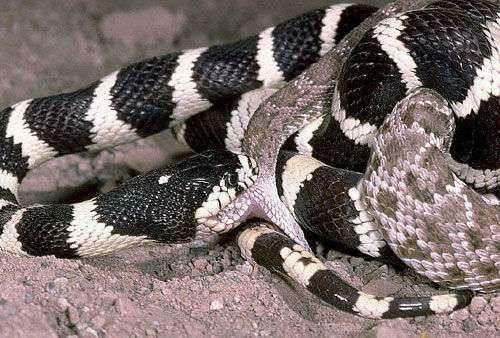 如何饲养加州王蛇 ――蛇类代表种的饲养第一期