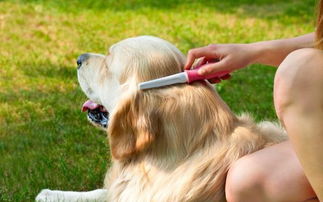 不给狗狗梳毛就会生病 夏季狗狗常见疾病之 湿疹