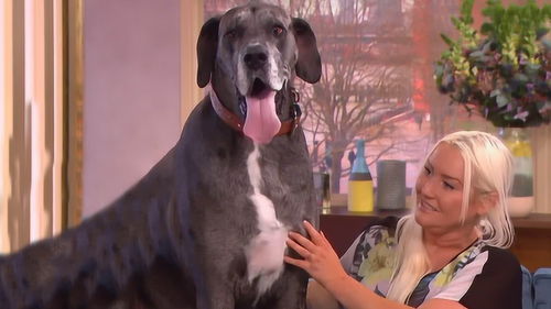 世界上最大的狗,站立高2.3米,女主人为照顾它至今单身 