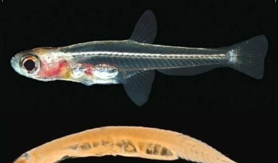 世界上最小的鱼,生活在酸性溶液中,寿命短得离谱