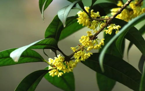 桂花盆栽不开花的10个原因