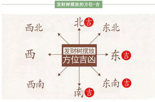 风水解析 家具风水中发财树的摆放方位的凶吉 