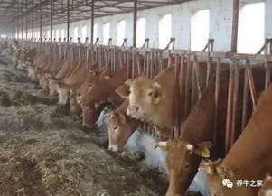 牛市火爆 育肥牛,小公牛,母牛价格齐涨