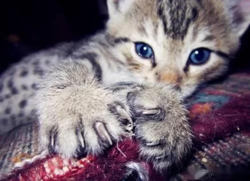 为什么猫咪不喜欢被人摸它的爪子 其实里面暗藏着许多秘密