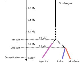 articles怎么读(foreigners 英语怎么读)