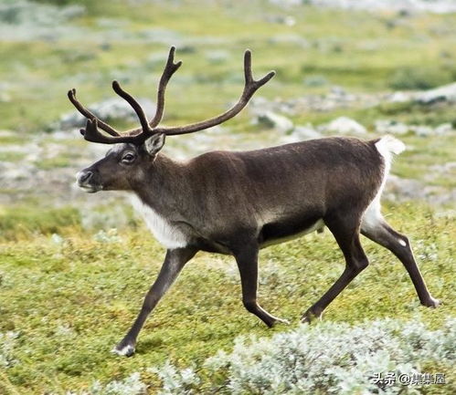 你不大可能在生物课上学到的15个关于动物的冷知识