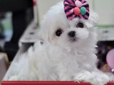 狗狗成韩国最受欢迎宠物,每只狗都有 身份证 ,还送它上幼儿园