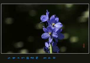 水面上的蓝精灵 雨久花