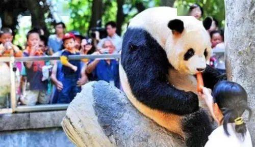 中国国宝大熊猫,在德国喝烈酒致死,在泰国死因更惨