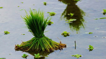 重庆清明时令蔬菜种植情况（重庆春季