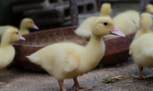 milk a duck 给鸭子挤奶 究竟代表什么意思呢