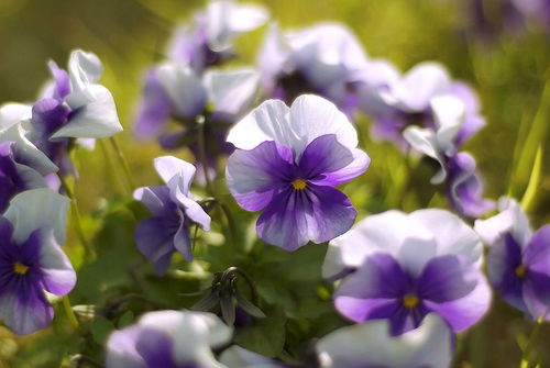 紫罗兰花花语：神秘与优雅的完美融合，传递着无尽的爱意