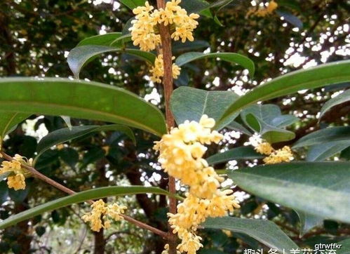 桂花能不能在室内养,桂花的养殖方