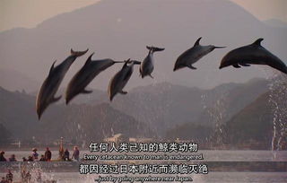 你怎么看待日本海豚湾事件(日本海豚湾事件百度百科)