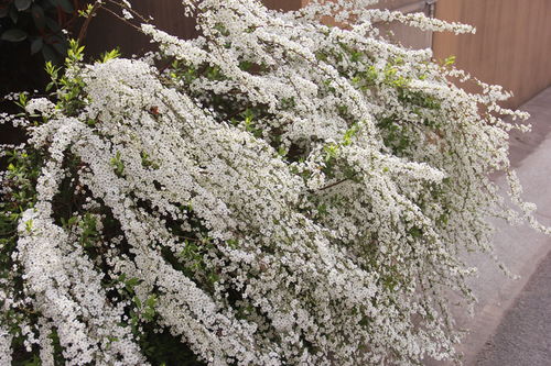 喷雪花不开花的原因,光照不足