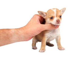 纯种的斯坦福犬幼犬现在多少钱一只 