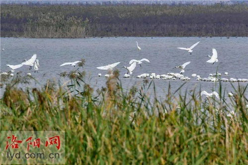 龙门石窟 生态治理效果好 禽鸟纷纷来安家