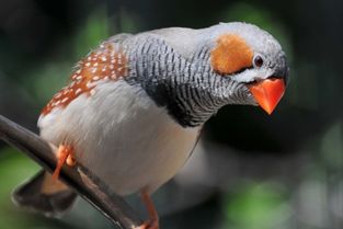 珍珠鸟是国家级保护动物吗 