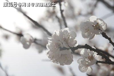 属羊人农历月份运气测算 2020年农历十一月运气