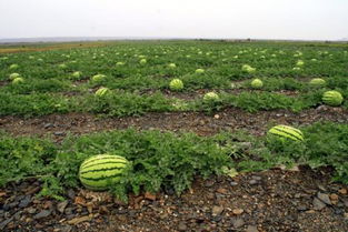 如何种出高品质西瓜 品种众多,农民该如何选择