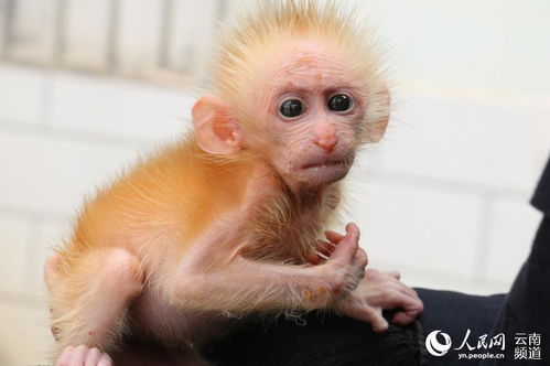 国家一级保护野生动物北豚尾猴幼崽获救 身长21厘米