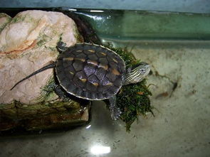 请问这是什么乌龟,吃什么东西 