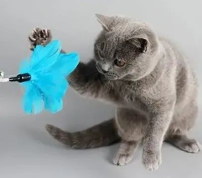 猫咪喜欢什么颜色,猫咪喜欢什么颜色的玩具