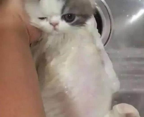 小猫咪在洗澡时,一副委屈巴巴的小模样,简直要把主人心萌化了