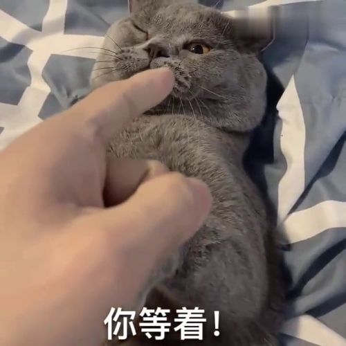 让猫咬摸过脚的手 快把手指拿开,这味有点上头了 