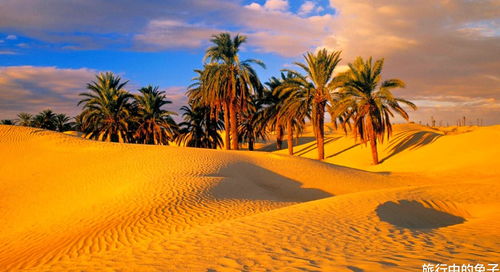 撒哈拉沙漠开始长树了 18亿棵树,正在蚕食它的边境