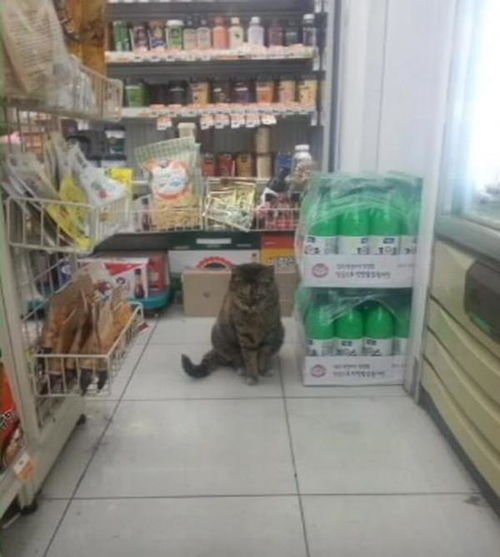 流浪猫咪把超市当成自己家, 吃完就睡, 店主十分困扰