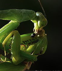 螳螂死亡交配全程 疯狂啃食与交配同步 