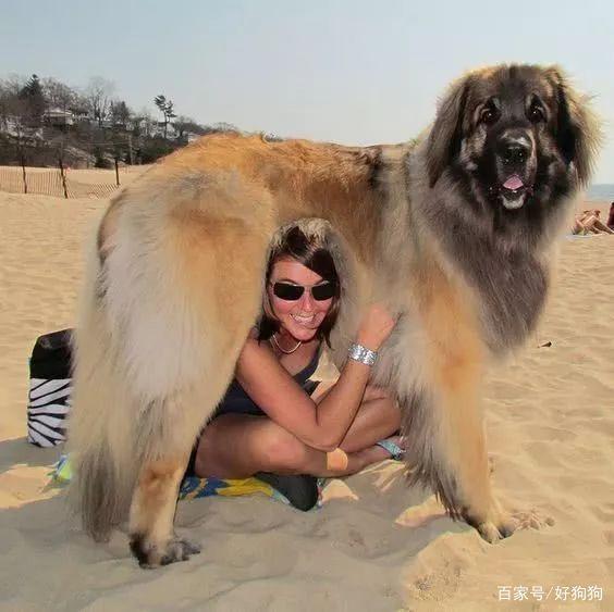 北欧巨兽 高加索犬 俄罗斯国宝犬种,养了这狗才是真有安全感