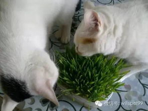 猫草是什么植物的种子(图2)