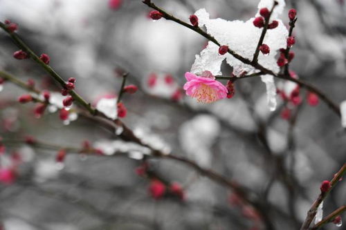 雪和梅花最配,疫情结束一起去杭州植物园看梅花吧