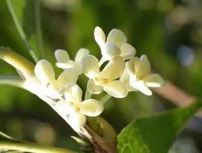 桂花树的特点50字,桂花树的特点