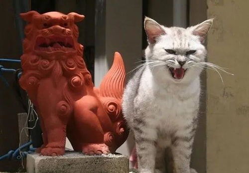 日本网友评选出了 最会伪装的喵星人 堪称猫界伪装者
