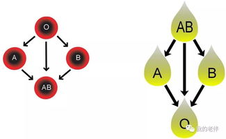 什么血型易患什么病 最健康的血型居然是 第一次听说,长知识了