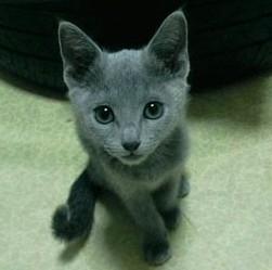 北京哪里有卖纯种俄罗斯蓝猫的 