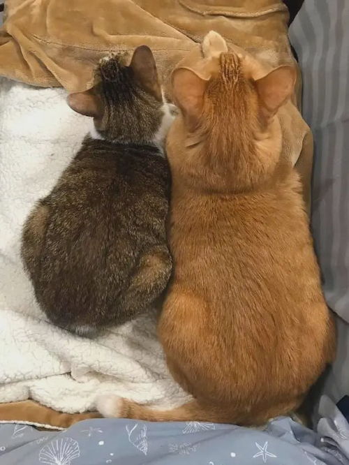 单看脸的话,你能分辨出这只橘猫和狸花猫到底谁胖吗