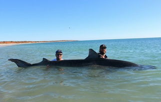 澳大利亚两个渔民4天捕10头鲨鱼 为求合照 