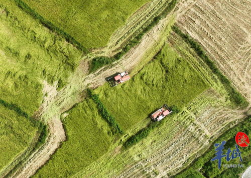 河源东源 首个多年生稻种植基地丰收, 一种多收 实现轻简化生产