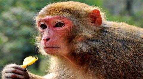 属猴的永久幸运色是什么 出生年份不同幸运色也不同,生肖猴速看