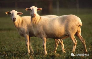 南方山区养什么品种的羊好